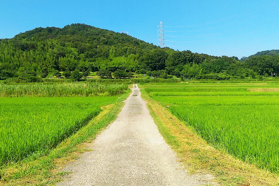 田んぼと一本道の風景写真